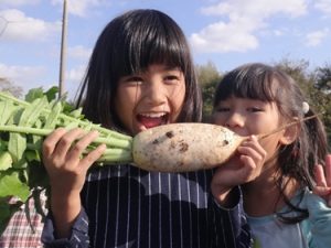 葵と梓大根